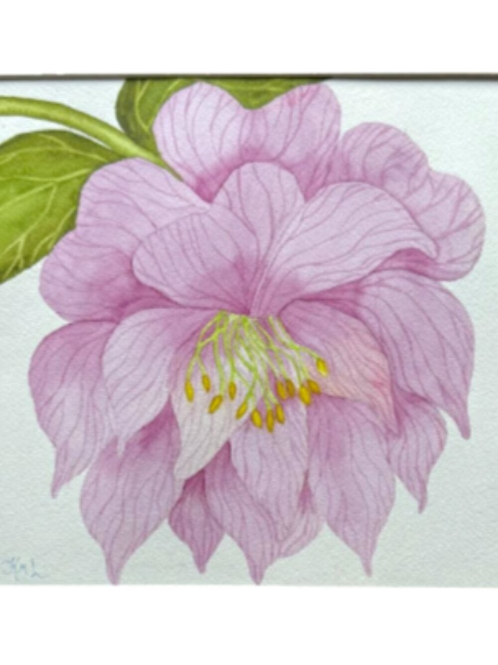 Painting Watercolor Flower Hellebore Pink Lavender 11x14 Mat 16x20 Original Art
